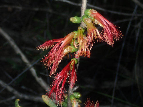 Melaleuca quadrifida (One-sided Bottlebrush)