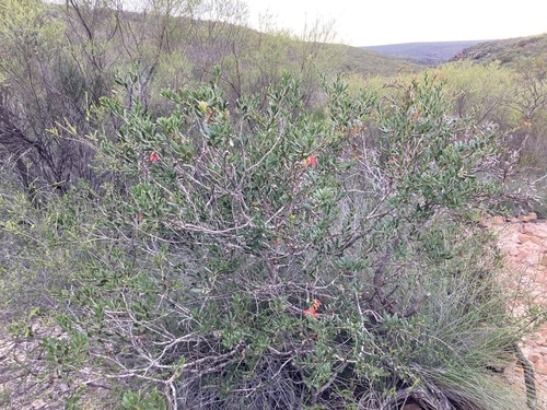 Melaleuca quadrifida (One-sided Bottlebrush) (alternate view 5)