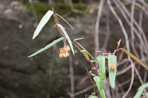 Lasiopetalum ferrugineum (Rusty Petals) (alternate view 5)