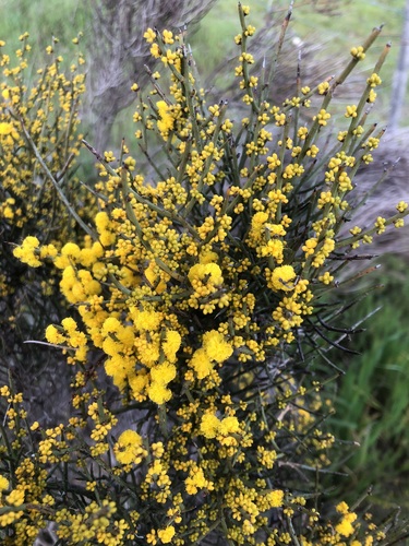 Acacia spinescens (spiny wattle) (alternate view 5)