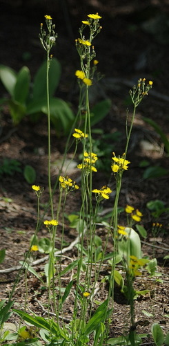 Pilosella caespitosa (meadow hawkweed) (alternate view 5)
