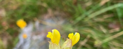 Rhinanthus (Rattles) (alternate view 4)