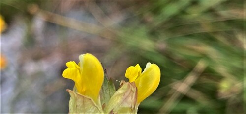 Rhinanthus (Rattles) (alternate view 3)
