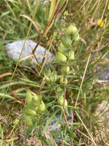 Rhinanthus (Rattles) (alternate view 5)
