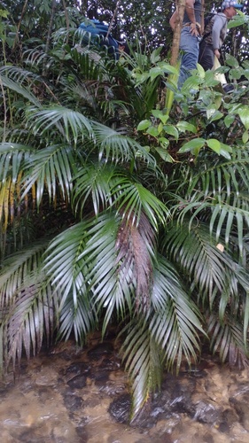 Chamaedorea cataractarum (Cat Palm)