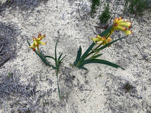 Anigozanthos humilis (Catspaw) (alternate view 4)