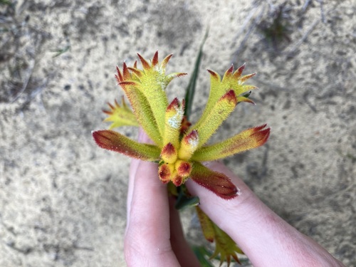 Anigozanthos humilis (Catspaw) (alternate view 5)