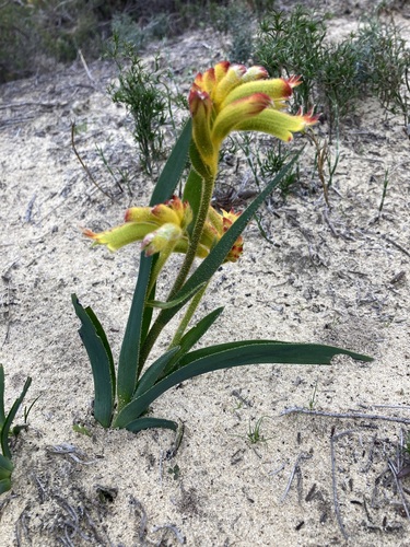 Anigozanthos humilis (Catspaw) (alternate view 3)