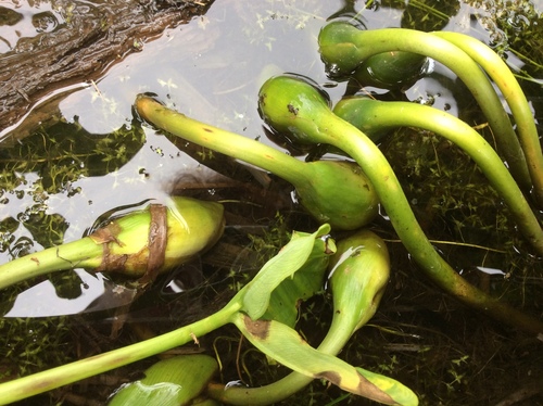 Peltandra virginica (Green Arrow Arum) (alternate view 5)