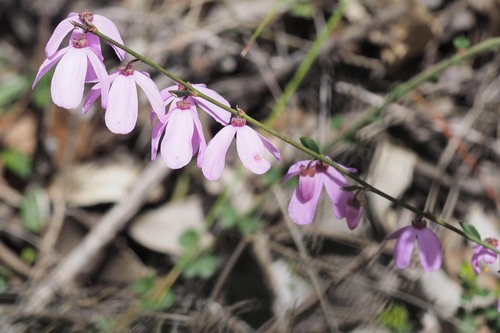 Tetratheca ciliata (Pink-bells) (alternate view 4)