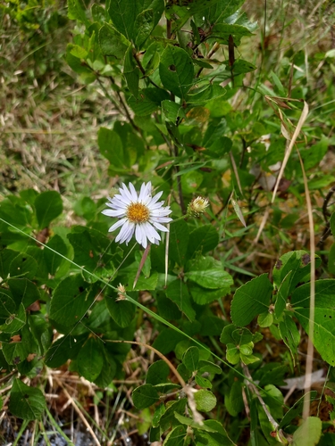 Eurybia (wood asters)