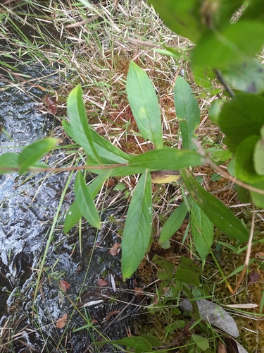 Eurybia (wood asters) (alternate view 2)
