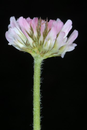 Trifolium fragiferum (Strawberry clover) (alternate view 2)