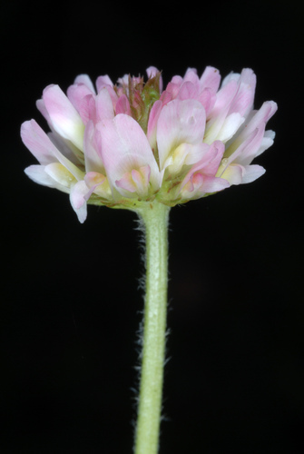 Trifolium fragiferum (Strawberry clover) (alternate view 3)