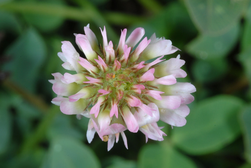 Trifolium fragiferum (Strawberry clover) (alternate view 4)