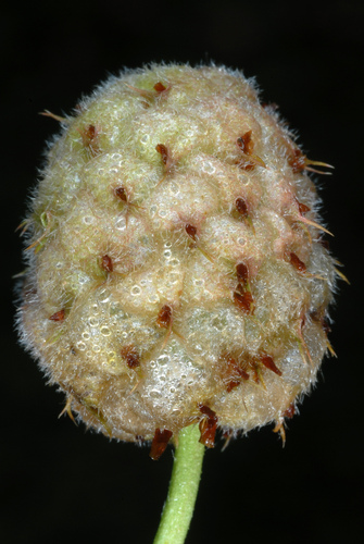 Trifolium fragiferum (Strawberry clover) (alternate view 5)
