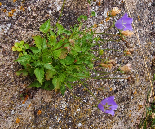 Campanula carpatica (bellflower) (alternate view 4)