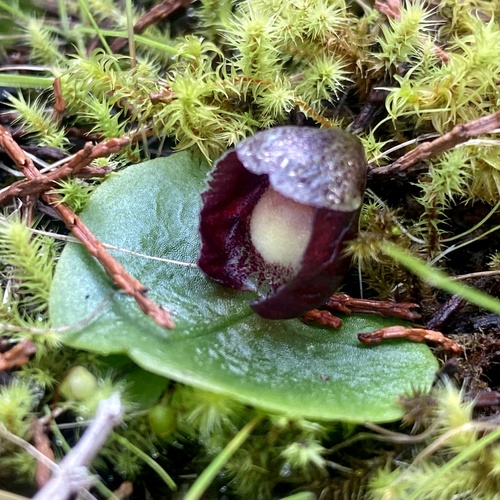 Corybas incurvus (slaty helmet-orchid)