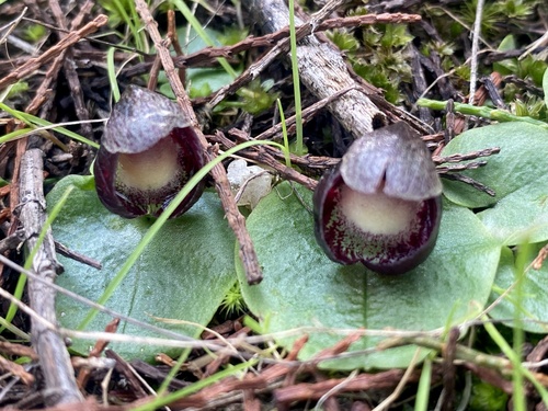 Corybas incurvus (slaty helmet-orchid) (alternate view 3)