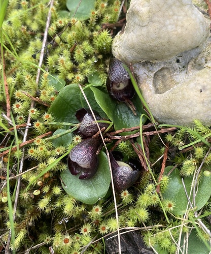 Corybas incurvus (slaty helmet-orchid) (alternate view 2)