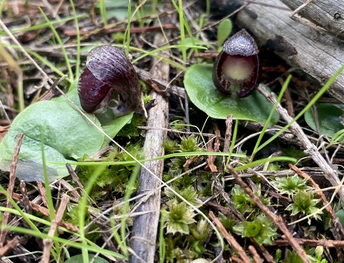 Corybas incurvus (slaty helmet-orchid) (alternate view 4)