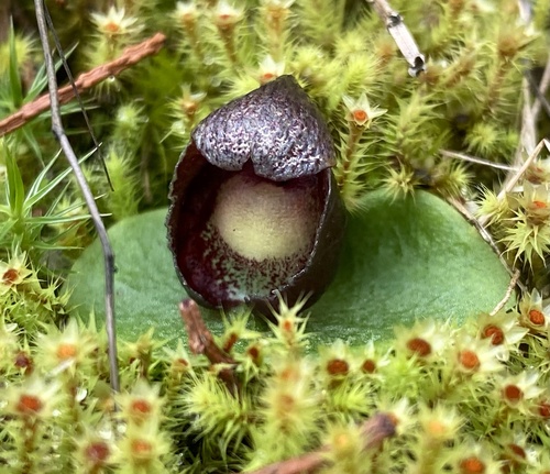 Corybas incurvus (slaty helmet-orchid) (alternate view 5)