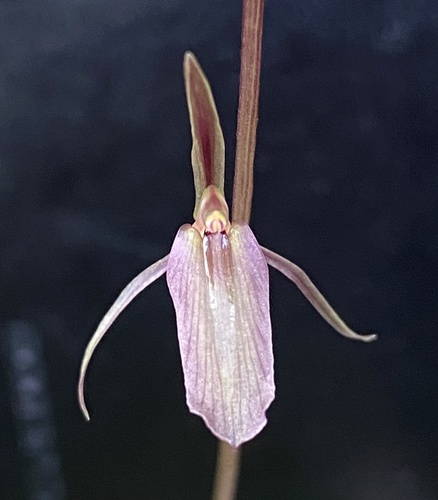 Cyrtostylis reniformis (Gnat orchid) (alternate view 4)
