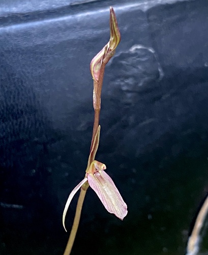 Cyrtostylis reniformis (Gnat orchid) (alternate view 5)