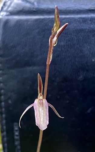 Cyrtostylis reniformis (Gnat orchid) (alternate view 6)