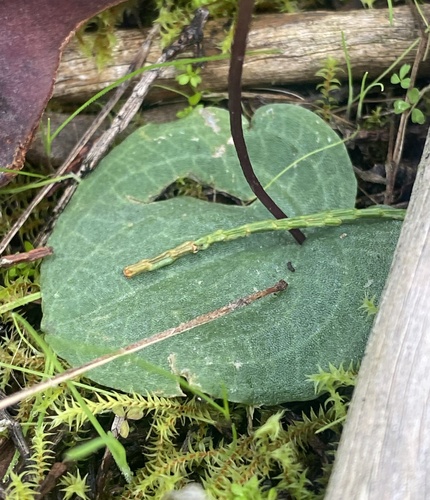 Cyrtostylis reniformis (Gnat orchid) (alternate view 7)