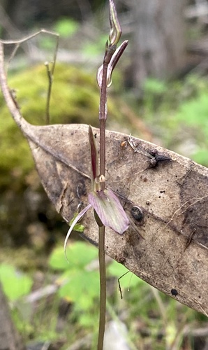 Cyrtostylis reniformis (Gnat orchid) (alternate view 8)