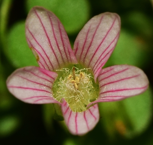 Lysimachia tenella (Bog Pimpernel)