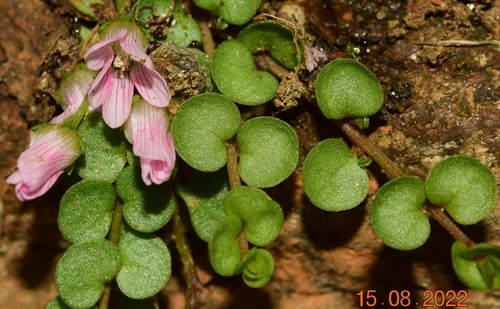 Lysimachia tenella (Bog Pimpernel)