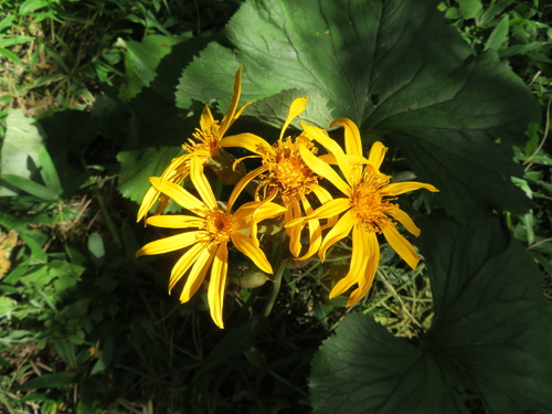 Ligularia dentata (ligularia)