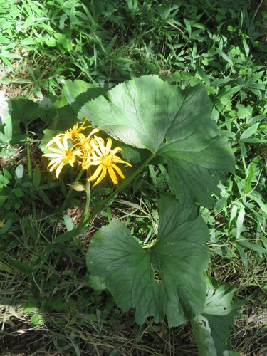 Ligularia dentata (ligularia) (alternate view 2)