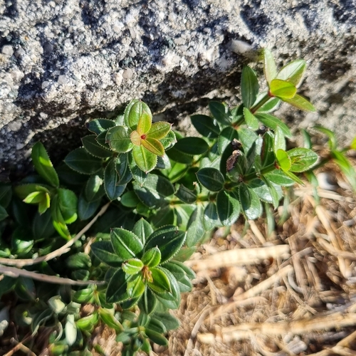 Rubia peregrina (Wild Madder)
