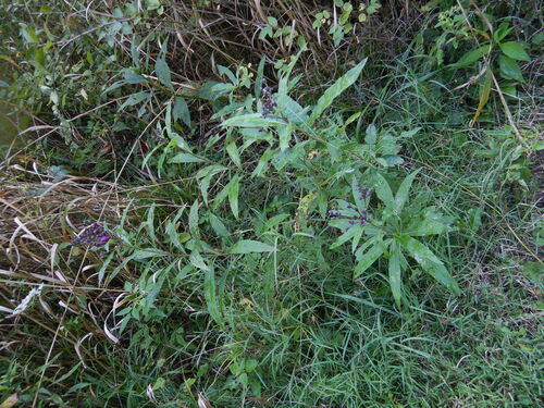 Vernonia noveboracensis (New York Ironweed)