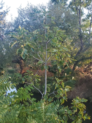 Ficus carica (common fig) (alternate view 6)
