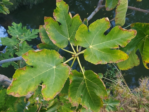 Ficus carica (common fig) (alternate view 7)