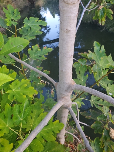 Ficus carica (common fig) (alternate view 8)