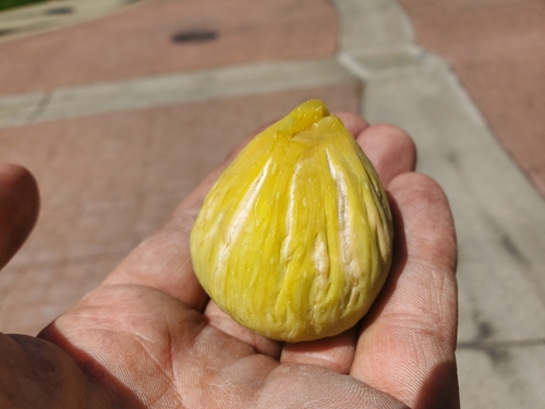 Ficus carica (common fig) (alternate view 9)
