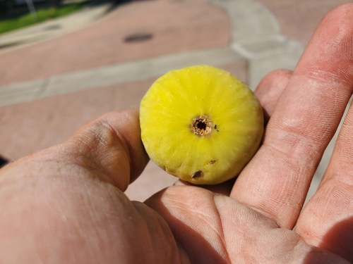 Ficus carica (common fig) (alternate view 10)