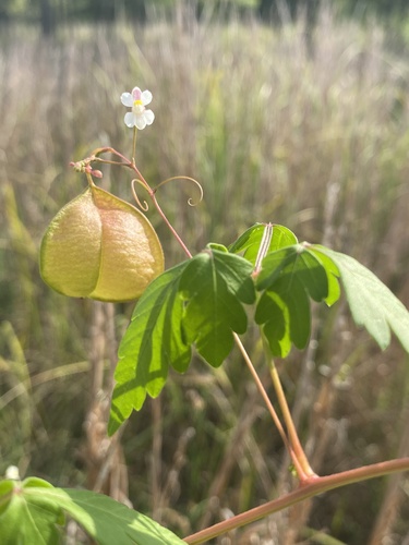 Cardiospermum halicacabum (Lesser Balloon Vine)
