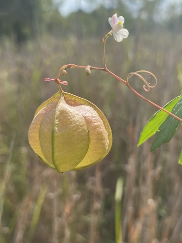 Cardiospermum halicacabum (Lesser Balloon Vine) (alternate view 2)
