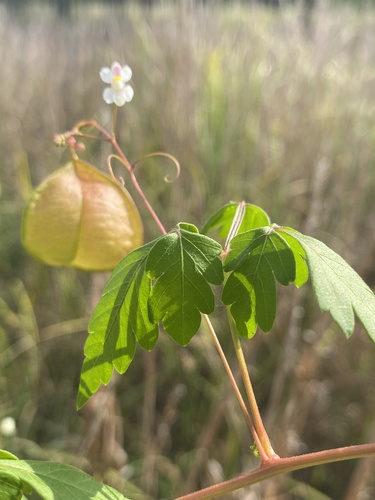 Cardiospermum halicacabum (Lesser Balloon Vine) (alternate view 3)
