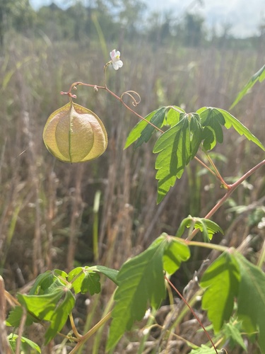 Cardiospermum halicacabum (Lesser Balloon Vine) (alternate view 4)