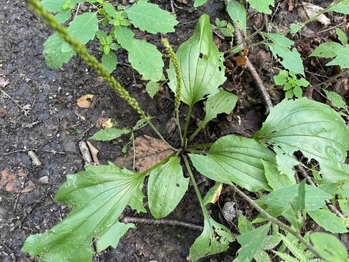 Plantago rugelii (American plantain) (alternate view 6)
