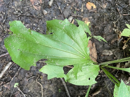 Plantago rugelii (American plantain) (alternate view 8)