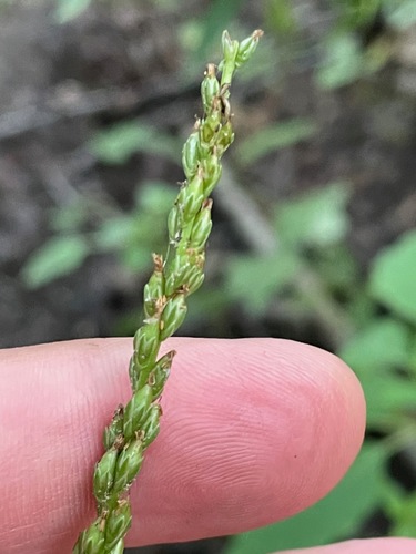 Plantago rugelii (American plantain) (alternate view 7)