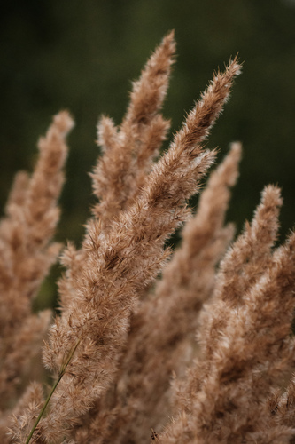 Calamagrostis epigejos (Bushgrass)